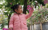 Ngỡ ngàng với con đường hoa ban đỏ trên quê lụa Hà Đông